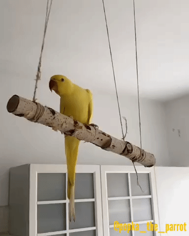 Acid Gifdump, August 10, 2018 (25 gifs)