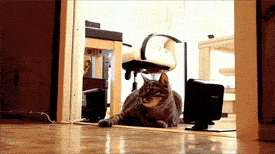 Acid Gifdump, August 10, 2018 (25 gifs)