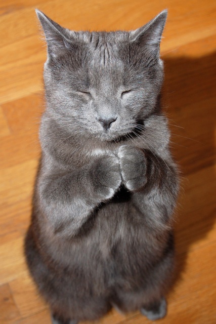 What Cats Are Praying For? (18 pics)