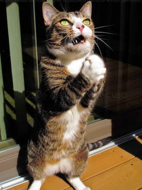 What Cats Are Praying For? (18 pics)