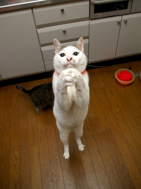 What Cats Are Praying For? (18 pics)