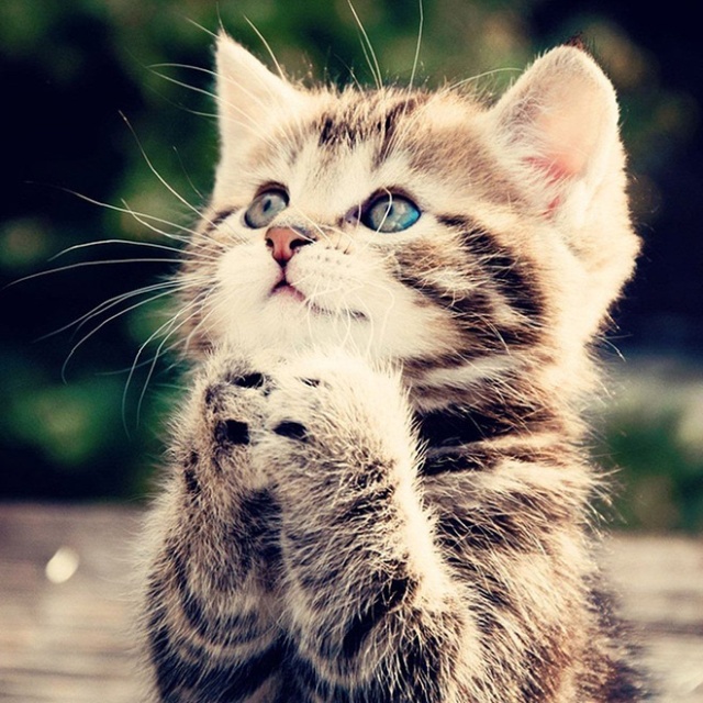 What Cats Are Praying For? (18 pics)