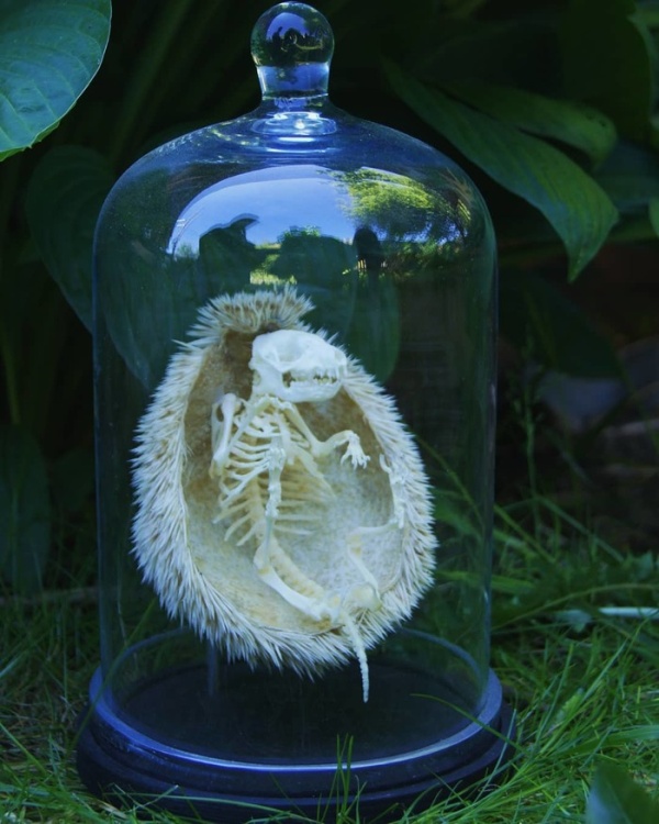 Skeleton Of A Hedgehog (3 pics)