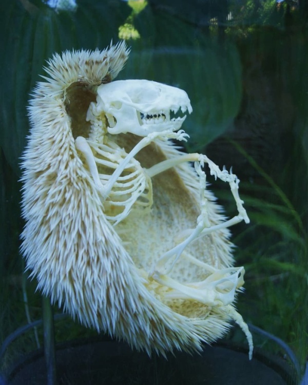 Skeleton Of A Hedgehog (3 pics)