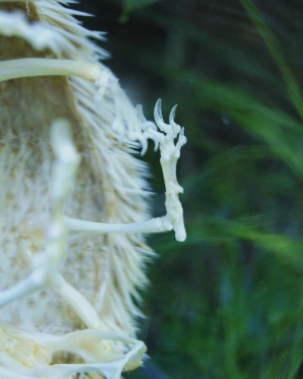 Skeleton Of A Hedgehog (3 pics)
