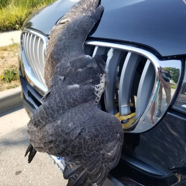 Rescued Falcon (5 pics)
