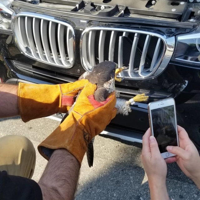 Rescued Falcon (5 pics)