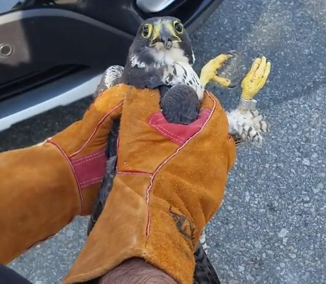 Rescued Falcon (5 pics)