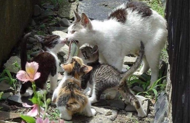 This Cat Is A Good Mother (2 pics)