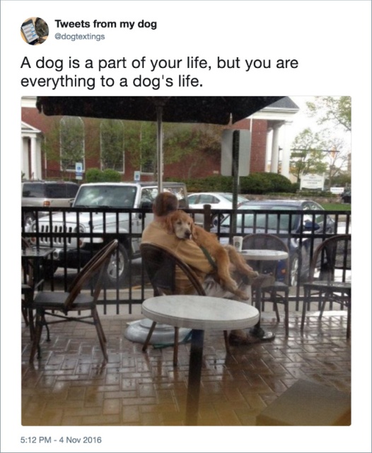 Funny Dog Tweets (20 pics)