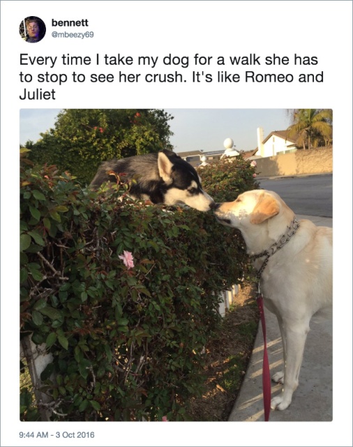 Funny Dog Tweets (20 pics)