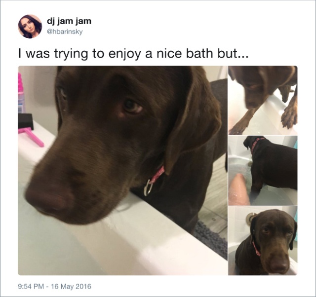 Funny Dog Tweets (20 pics)