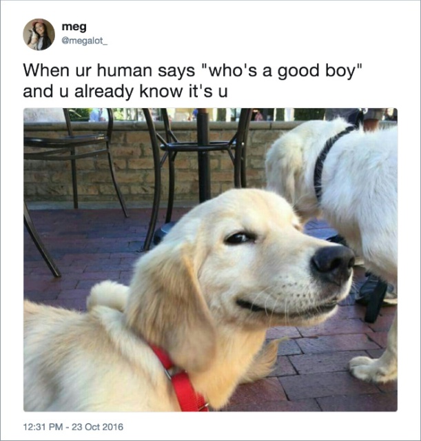 Funny Dog Tweets (20 pics)
