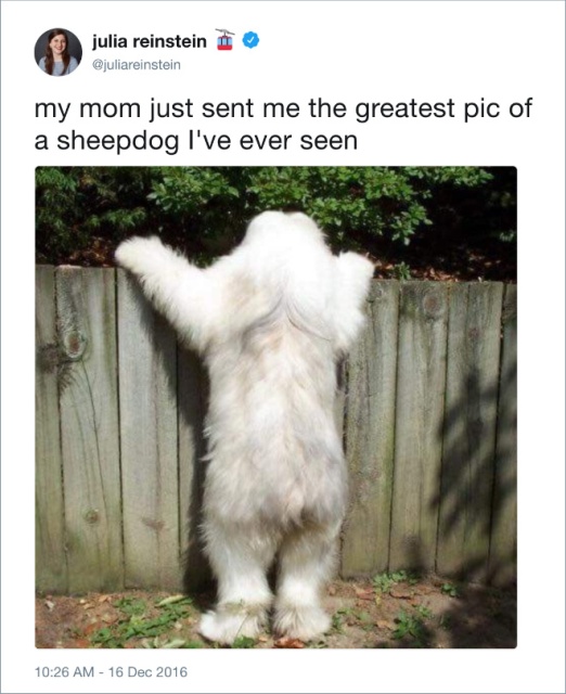 Funny Dog Tweets (20 pics)