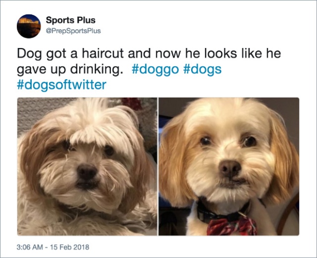 Funny Dog Tweets (20 pics)