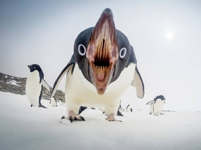 Nope! (27 pics)