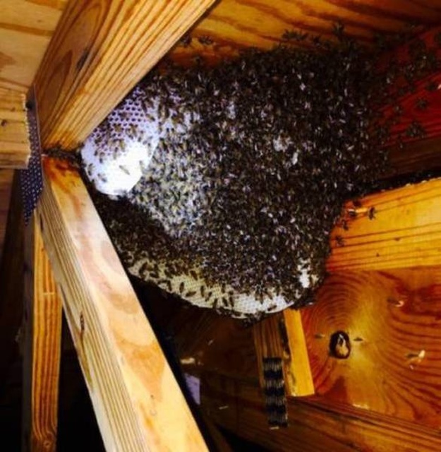 Nope! (27 pics)