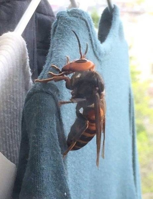 Nope! (27 pics)