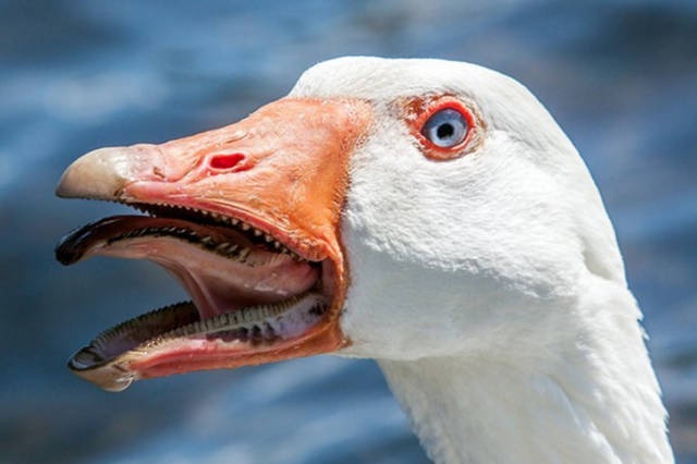 Nope! (27 pics)