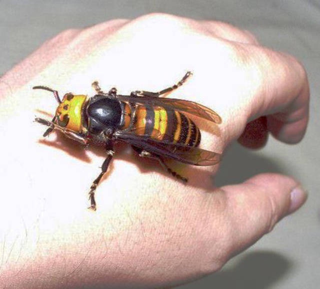Nope! (27 pics)