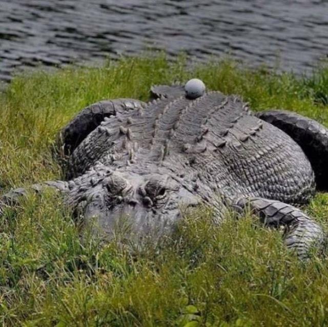 Nope! (27 pics)