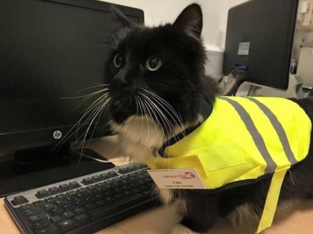 Job LOLs And Fails (40 pics)
