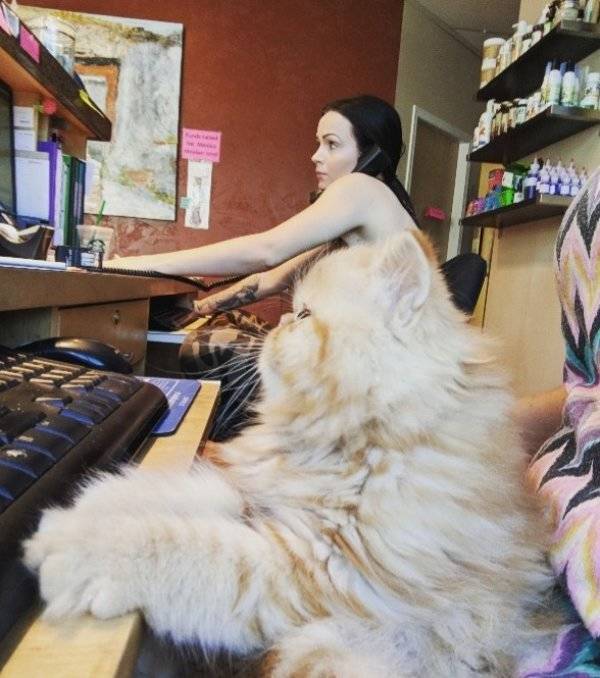 Job LOLs And Fails (40 pics)