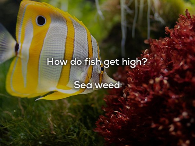 Dad Jokes (20 pics)