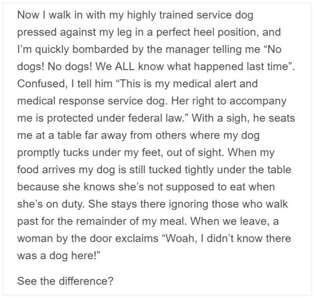 Service Dog Trainer Talks About Why Fake Service Dogs Are A Real Problem (9 pics)