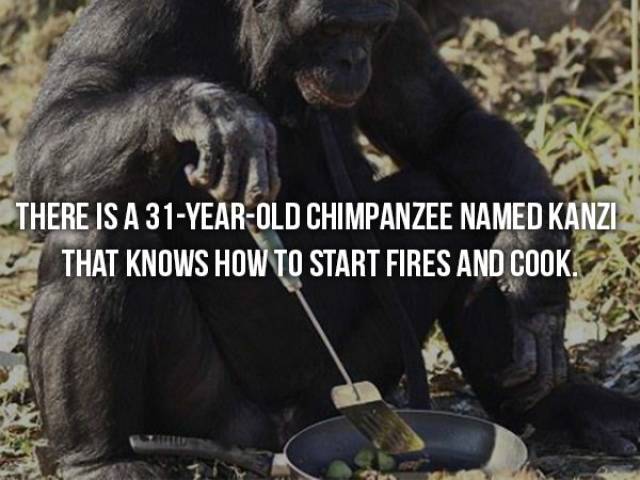 Facts That Are Too Crazy To Be True (22 pics)