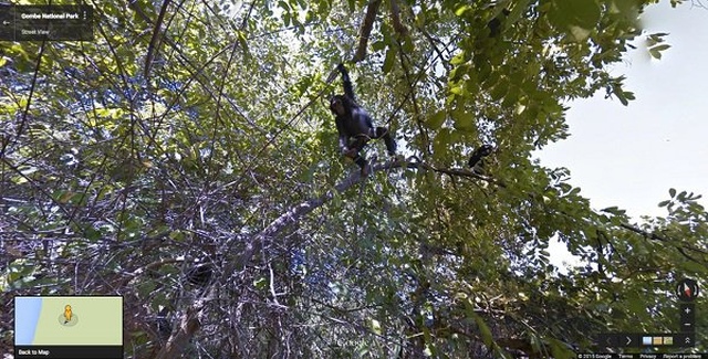 Animals On Google Street View (20 pics)