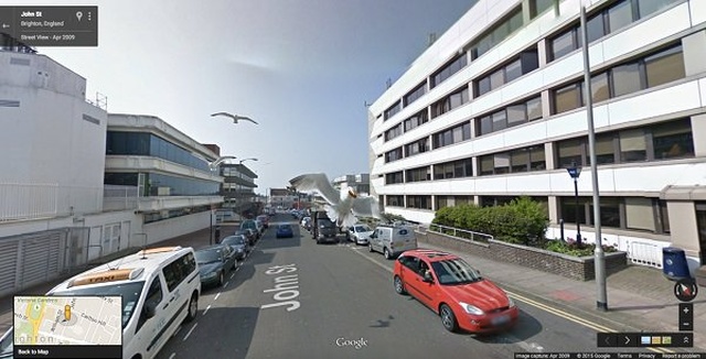 Animals On Google Street View (20 pics)