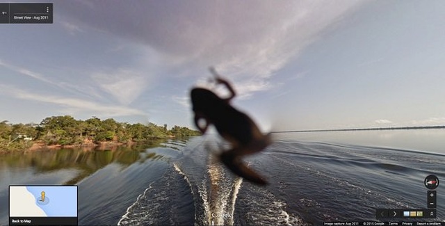 Animals On Google Street View (20 pics)