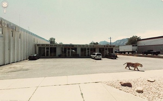 Animals On Google Street View (20 pics)