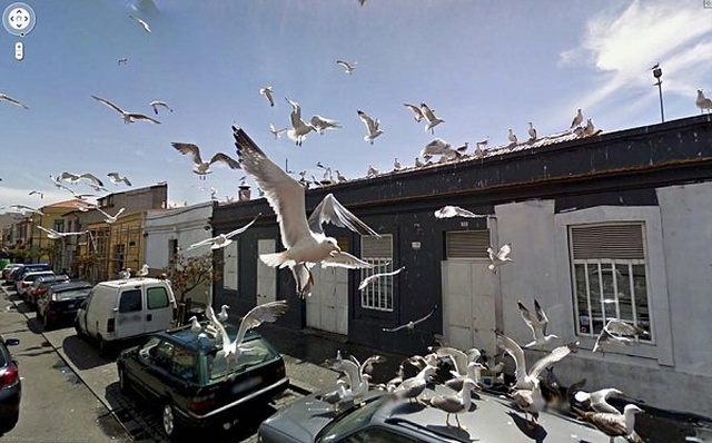 Animals On Google Street View (20 pics)