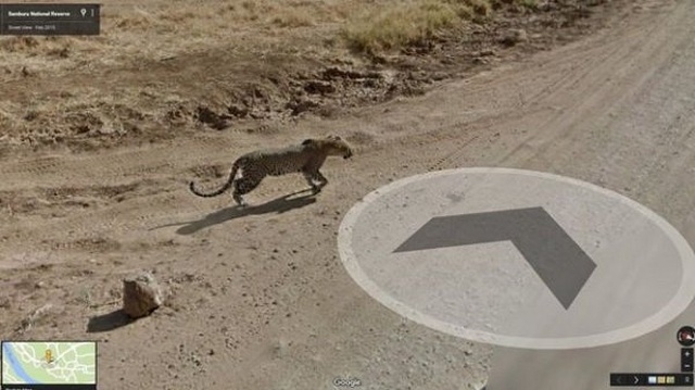 Animals On Google Street View (20 pics)