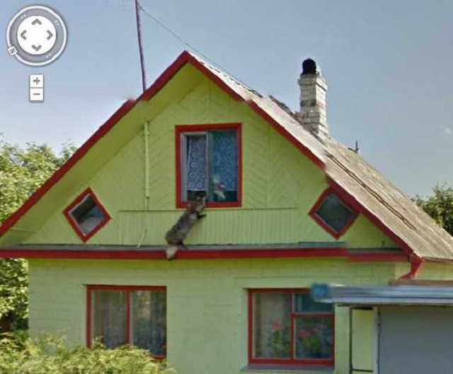 Animals On Google Street View (20 pics)