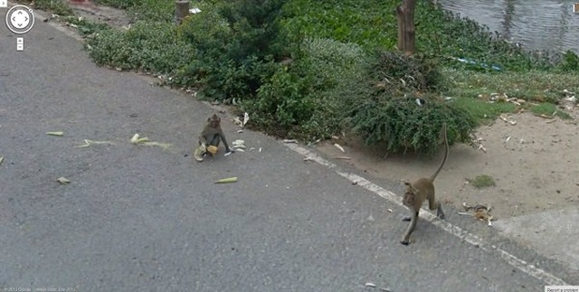 Animals On Google Street View (20 pics)