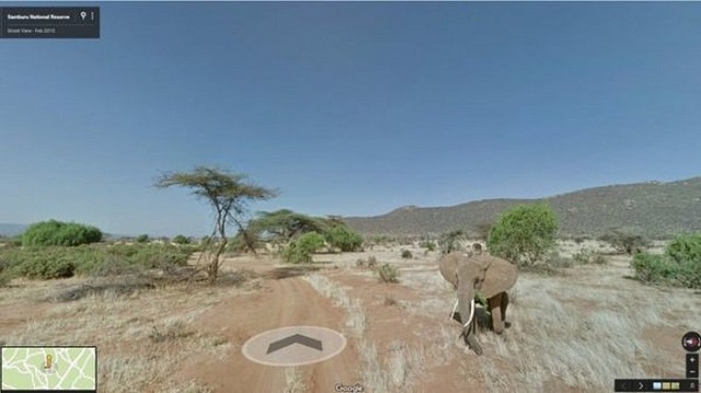 Animals On Google Street View (20 pics)