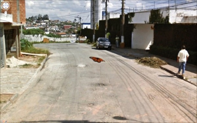Animals On Google Street View (20 pics)
