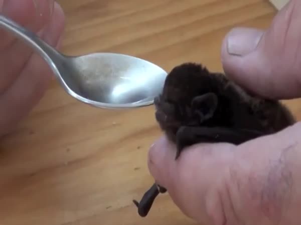 Bat Drinking Water Out Of A Spoon
