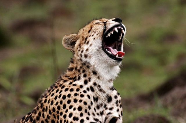 Yawning Animals (19 pics)