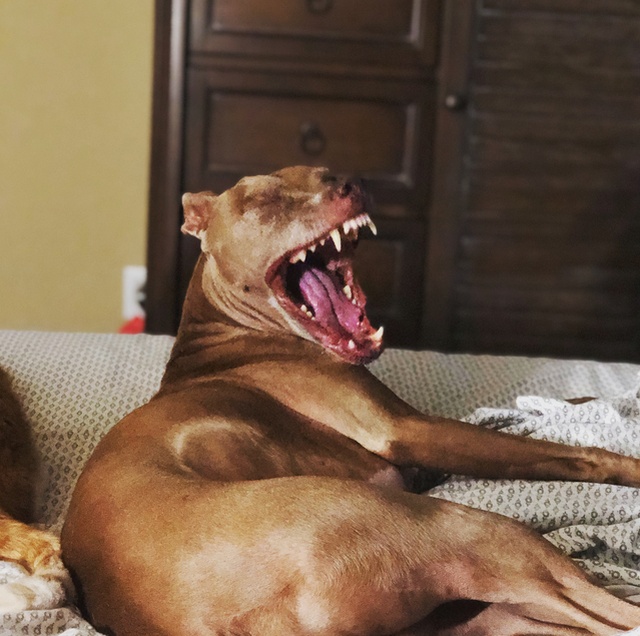 Yawning Animals (19 pics)