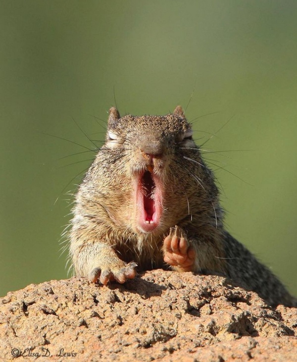 Yawning Animals (19 pics)