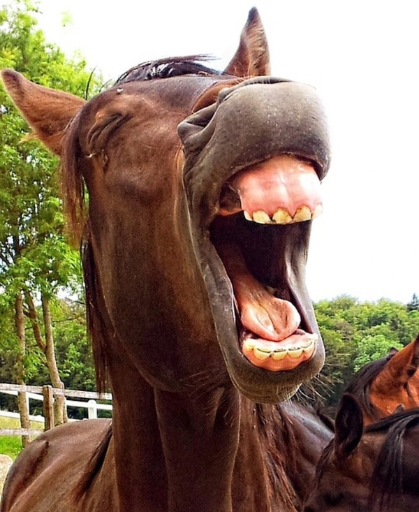 Yawning Animals (19 pics)