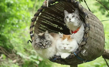 Acid Gifdump, August 17, 2018 (25 gifs)