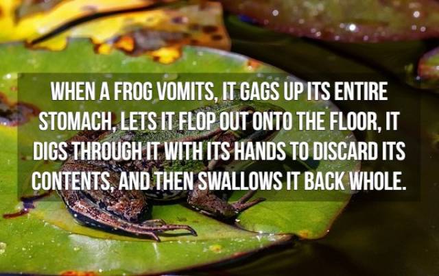Nasty Facts (16 pics)