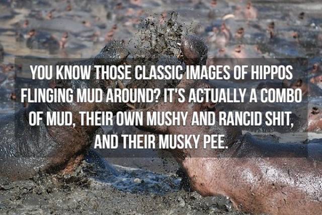 Nasty Facts (16 pics)