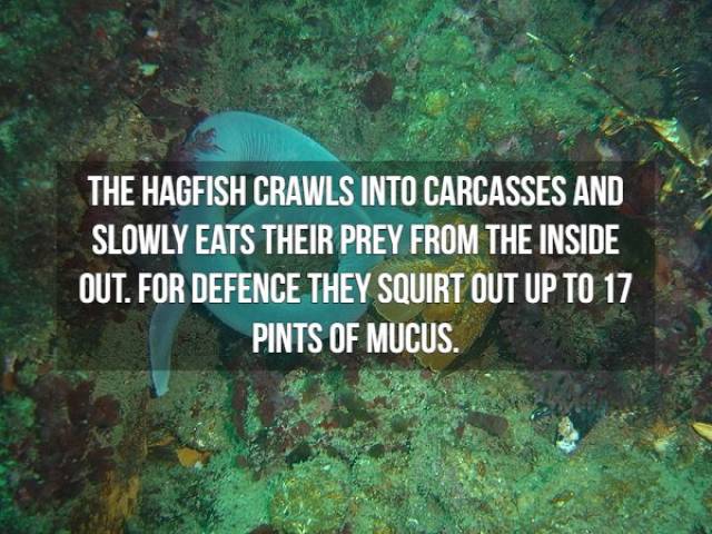 Nasty Facts (16 pics)