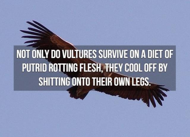 Nasty Facts (16 pics)